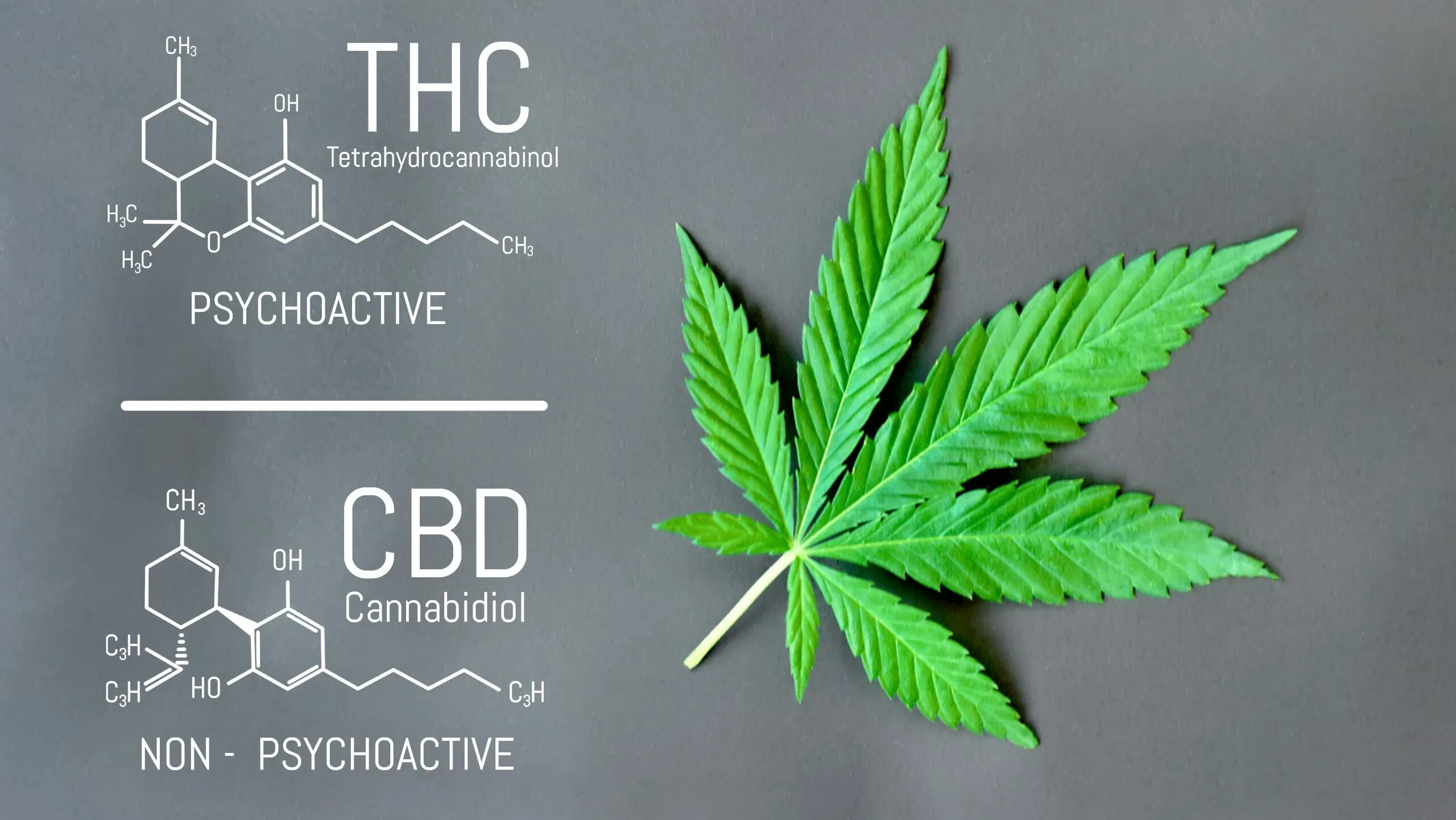 КБД канабис. Канабис THC. CBD Cannabis формула. Название тгк на английском