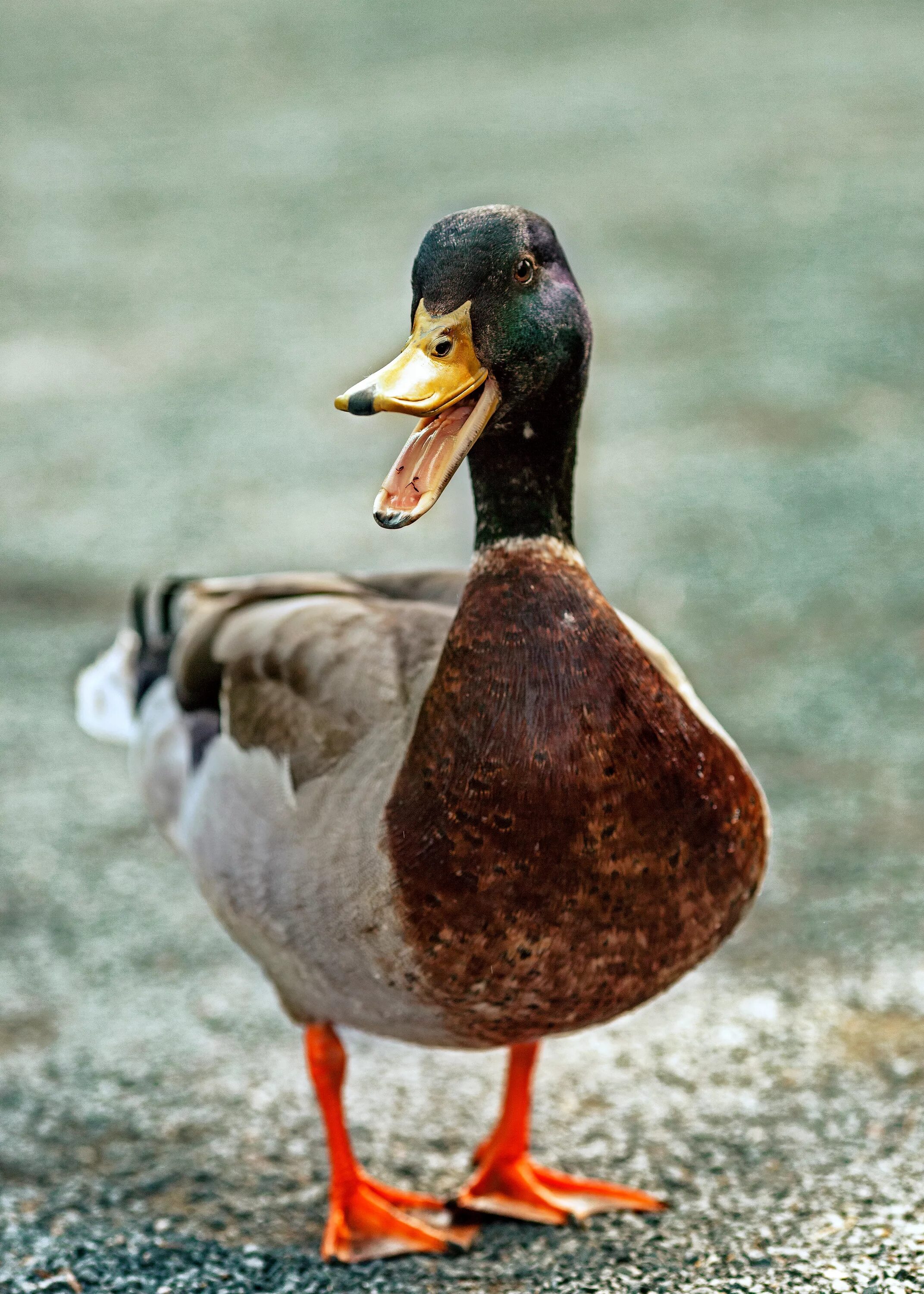 Good duck. Кряква селезень. Утка кряква селезень. Утка кряква Гусь. Утка селезень птица.