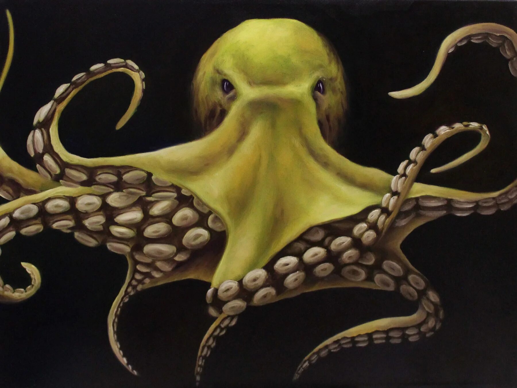 осьминог аполлион. синекольчатый осьминог. сине кольчетый осм5ног. синекольчатый осьминог. семиколъчетый осменок.