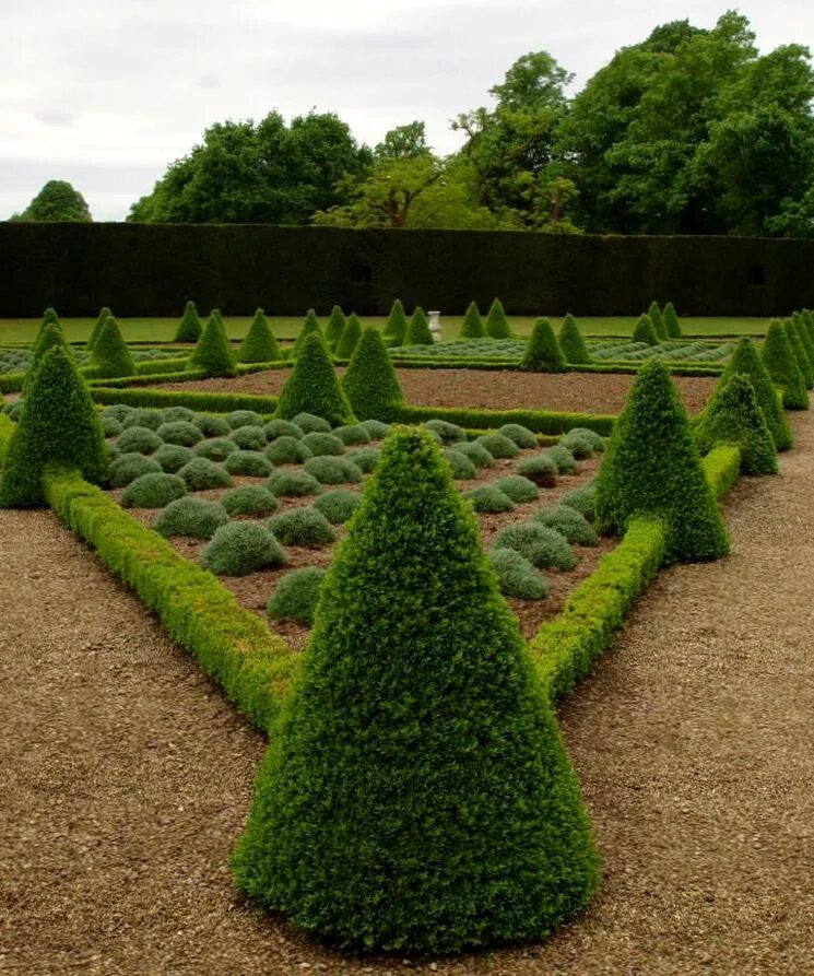 Вечнозеленый кустарник самшит. Самшит Buxus. Самшит вечнозелёный. Самшит Ичанский.