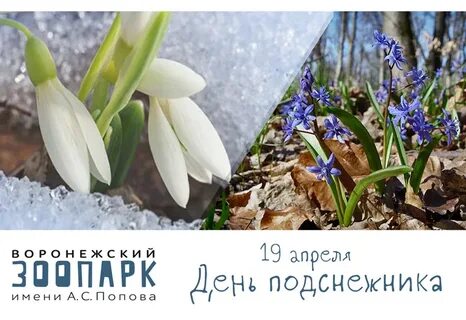 День первоцветов 2024
