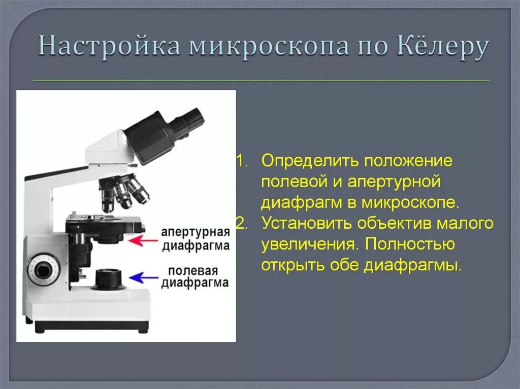 Какую функцию выполняет объектив при работе микроскопа. Настройка микроскопа. Увеличение микроскопа. Как настроить микроскоп. Настройка светового микроскопа.