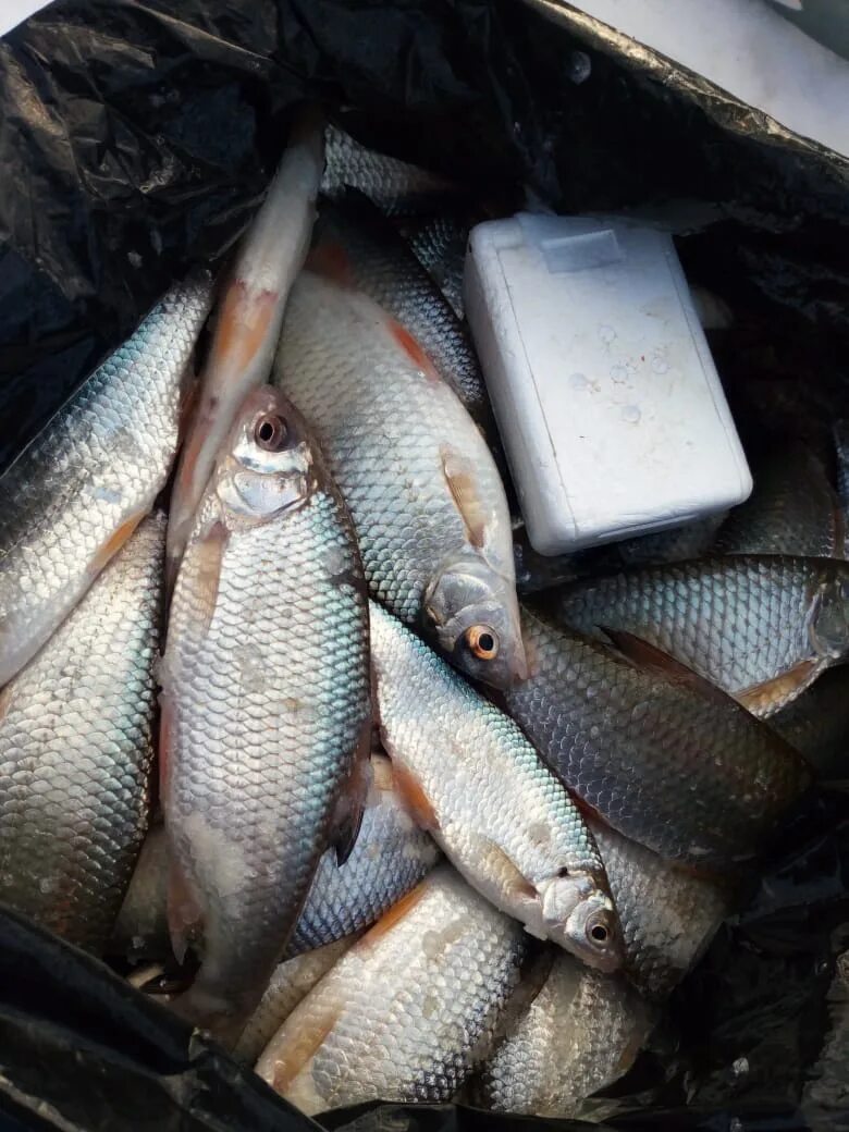 Сайт рыбаков алтайских рыбалка. Улов рыбаков. Фото улова. Половлю сорожку отдохну. Рыбалка на Алтае сайт алтайских рыбаков.