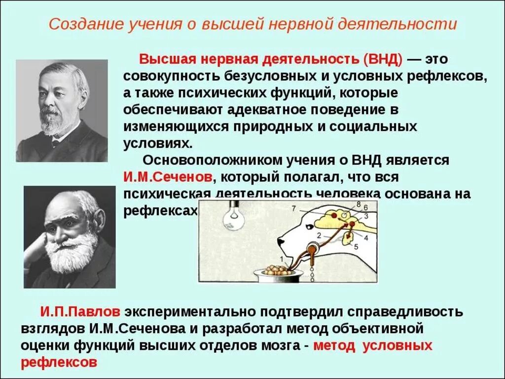 Учения и.м.Сеченова, и.о.Павлова о ВНД. Учение Павлова о ВНД. Учение Сеченова и Павлова о высшей нервной деятельности. Типы высшей нервной деятельности (и.п.Павлов) физиология. Павлов направление