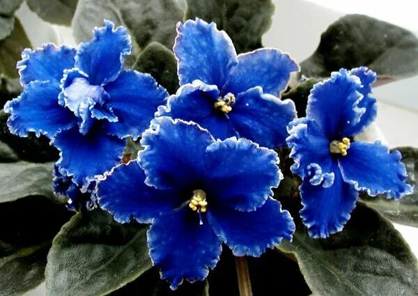 Фиалка 18. Фиалка ек гладиатор. Фиалка дн алмазная россыпь. Jolly luck фиалка фото. Фиалка маркиза спорт.