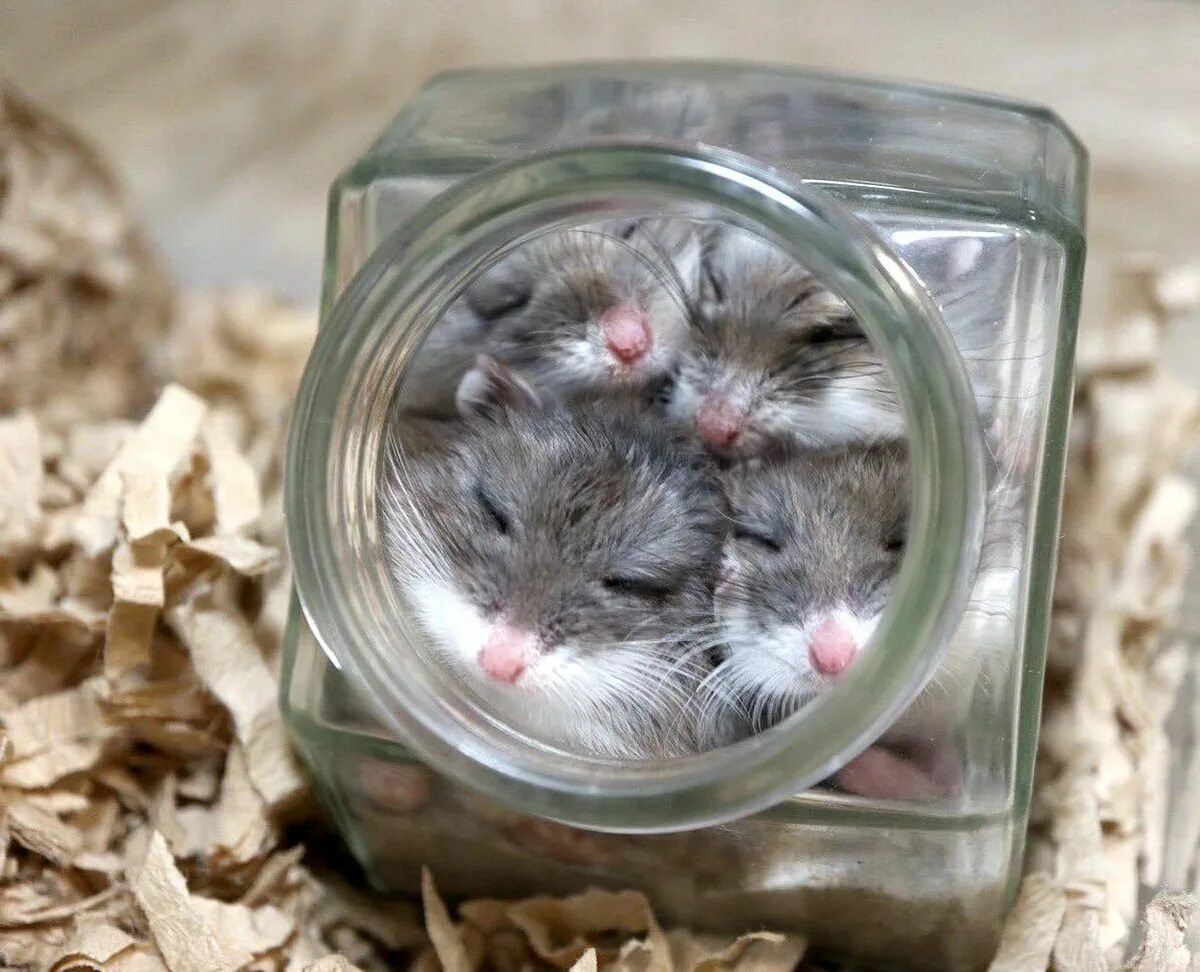 хомякам 4 дня