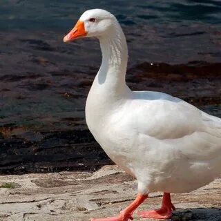 Порно БДСМ күйеуі