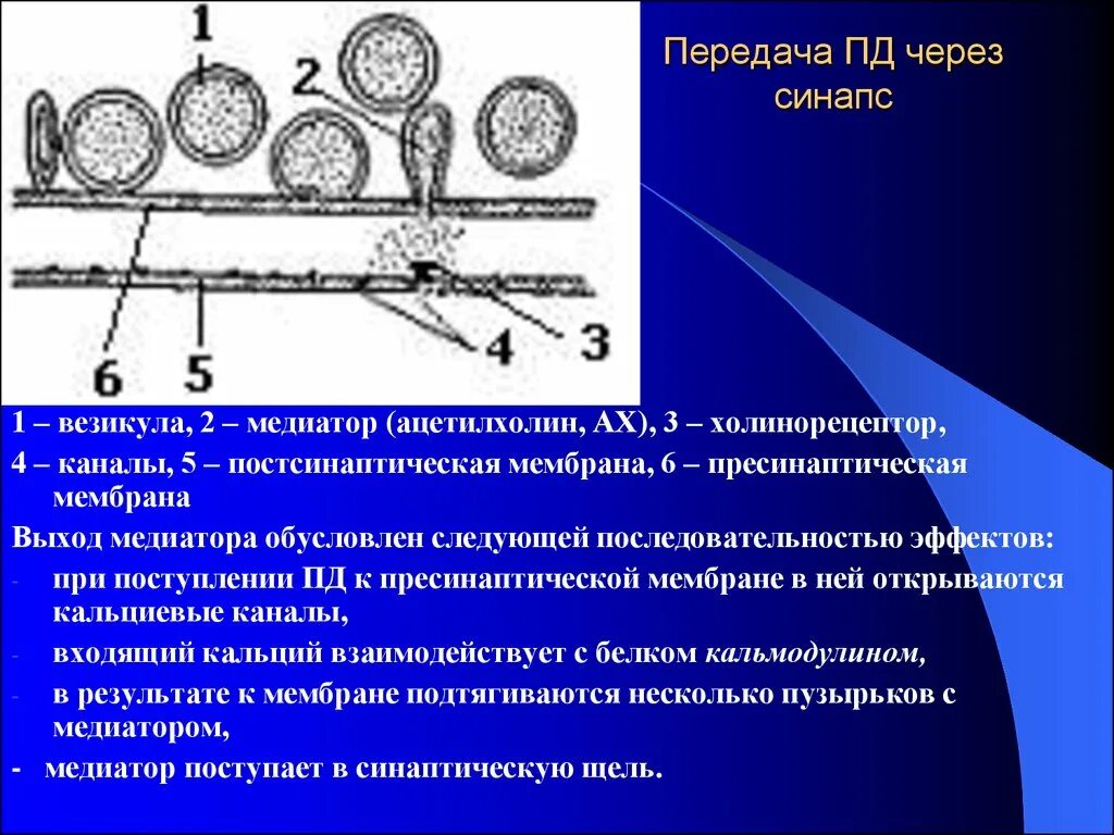 Передача через синапс. Везикулы в синапсе. Кальциевые каналы в синапсе. Этапы передачи в химическом синапсе. Передача пд