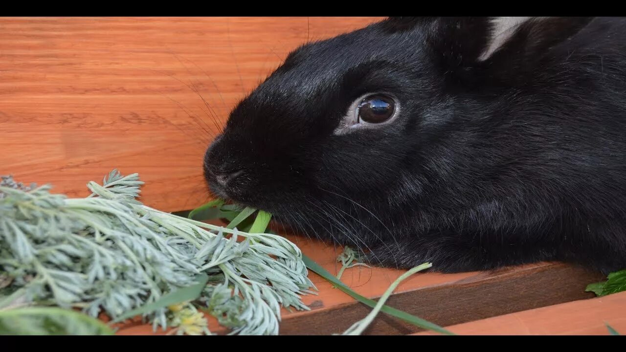 Можно ли кроликам крапиву. Кролик в траве. Растения для кроликов. Свежая трава для кроликов. Зелень для кролика декоративного.