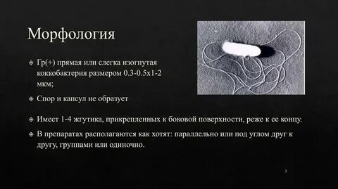 Морфология 9