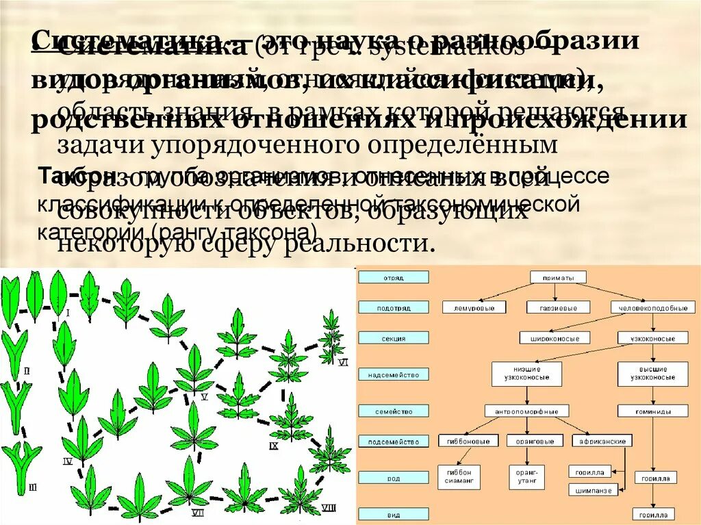 Систематика. Систематика в биологии. Принципы систематики в биологии. Систематика организмов биология