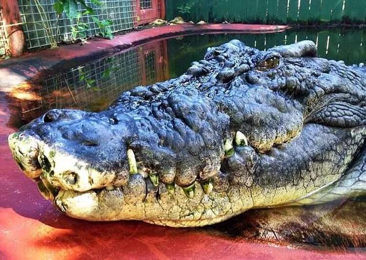 Книга рекордов природы рептилий самый. Гигантский гребнистый крокодил. Самый большой крокодил Кассиус.