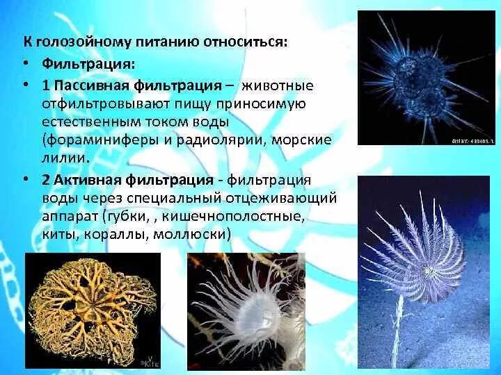 Тип питания фильтрация. Способ питания фильтрация. способ питания фильтрация воды. тип фильтрационного питания примеры.