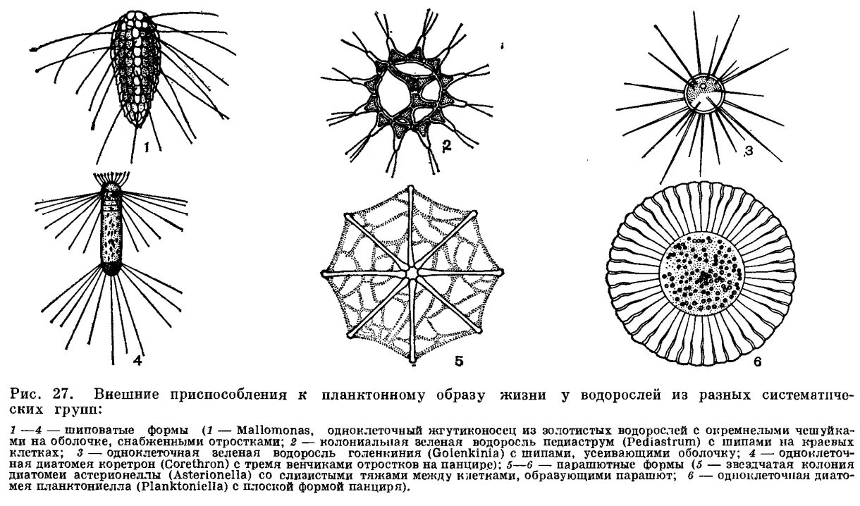 Строение планктонных водорослей. Планктонные водоросли представители. Приспособления фитопланктона. Приспособления к планктонному образу жизни.