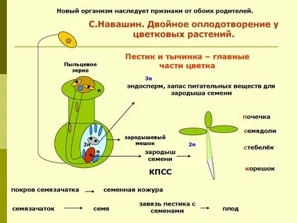 Оплодотворение урок