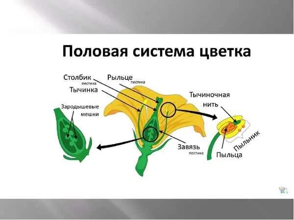 Размножение цветка 6 класс биология