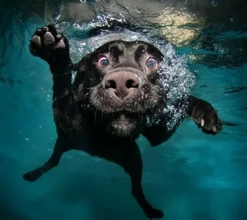 Вода 4 животные