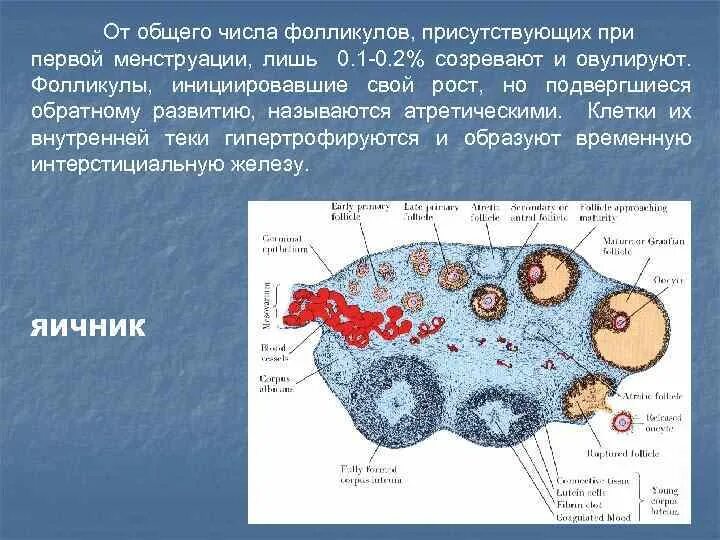 Фолликулы. Клетки внутренней теки. Развитие фолликула гормон. Фолликулы созревают в