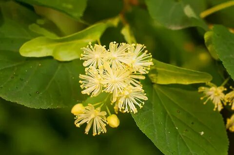 Қара әйелдермен порнофильмдерді қараңыз