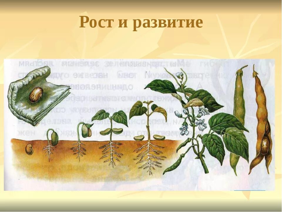 Как развивается живое