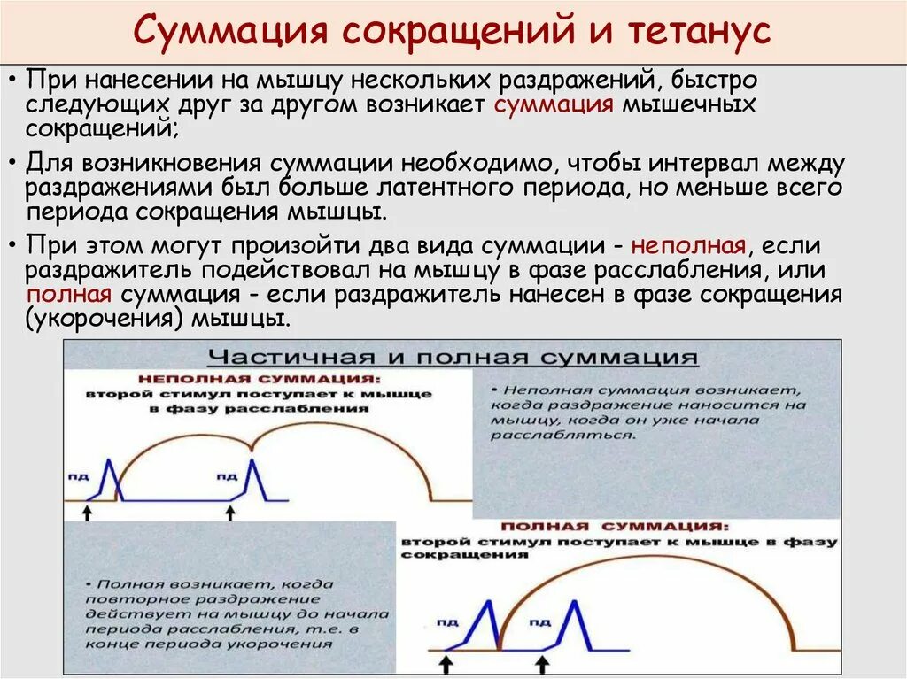 Суммация сокращений