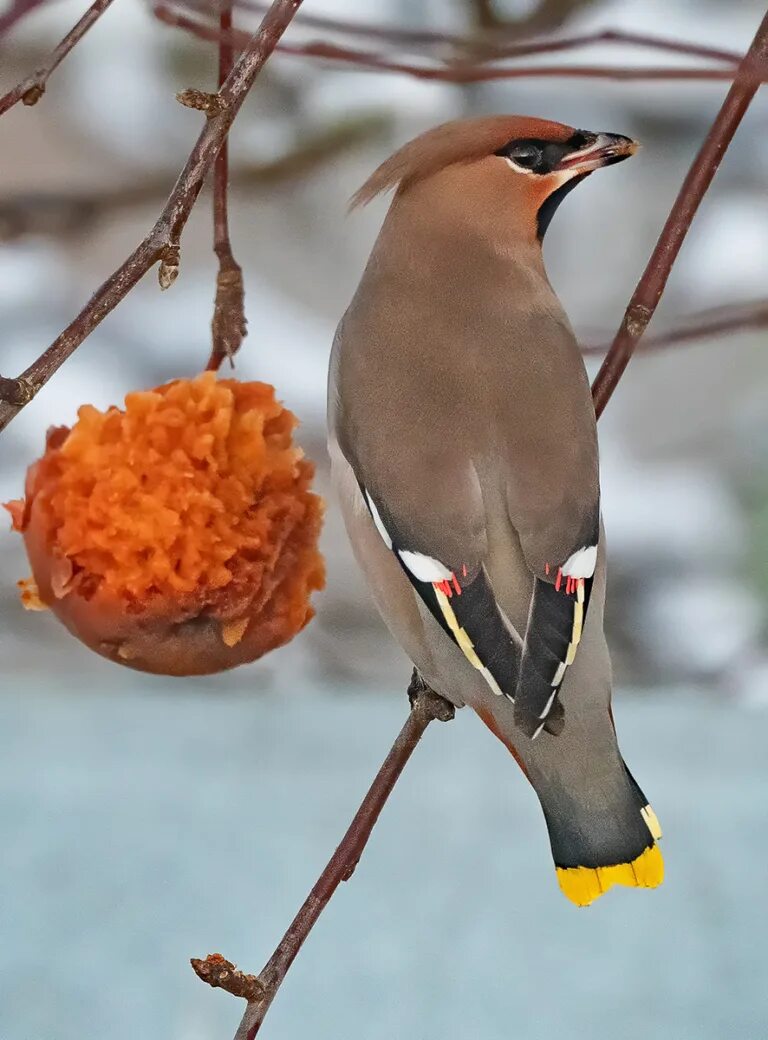 Свиристель в россии. Bombycilla garrulus. Свиристель обыкновенный (Bombycilla garrulus). Свиристель обыкновенный ‒ Bombycilla garrulus (l., 1758). Дрозд свиристель Крымский.