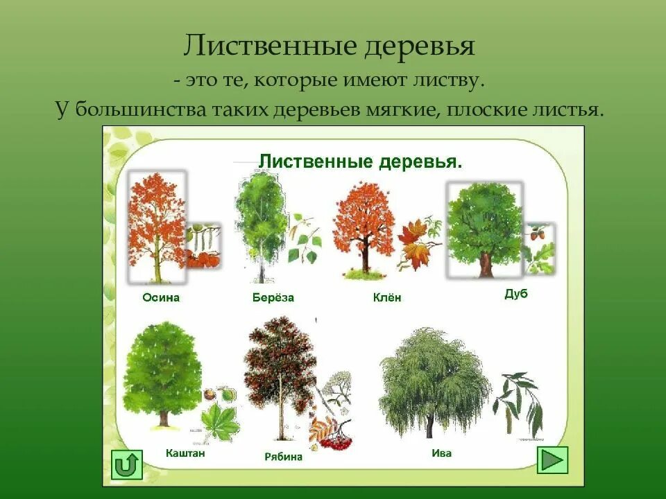 Какие есть лиственные деревья. Лиственные деревья. Деревья названия. Лиственные деревья названия. Лиственные деревья для детей.