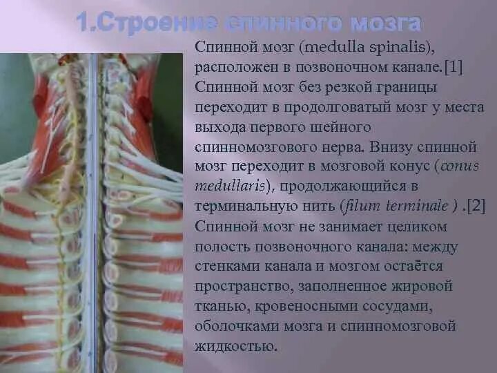 Спинной мозг в позвоночном канале. Спинномозговые нервы анатомия. Строение спинного мозга в позвоночном канале. Корешки спинномозговых нервов.