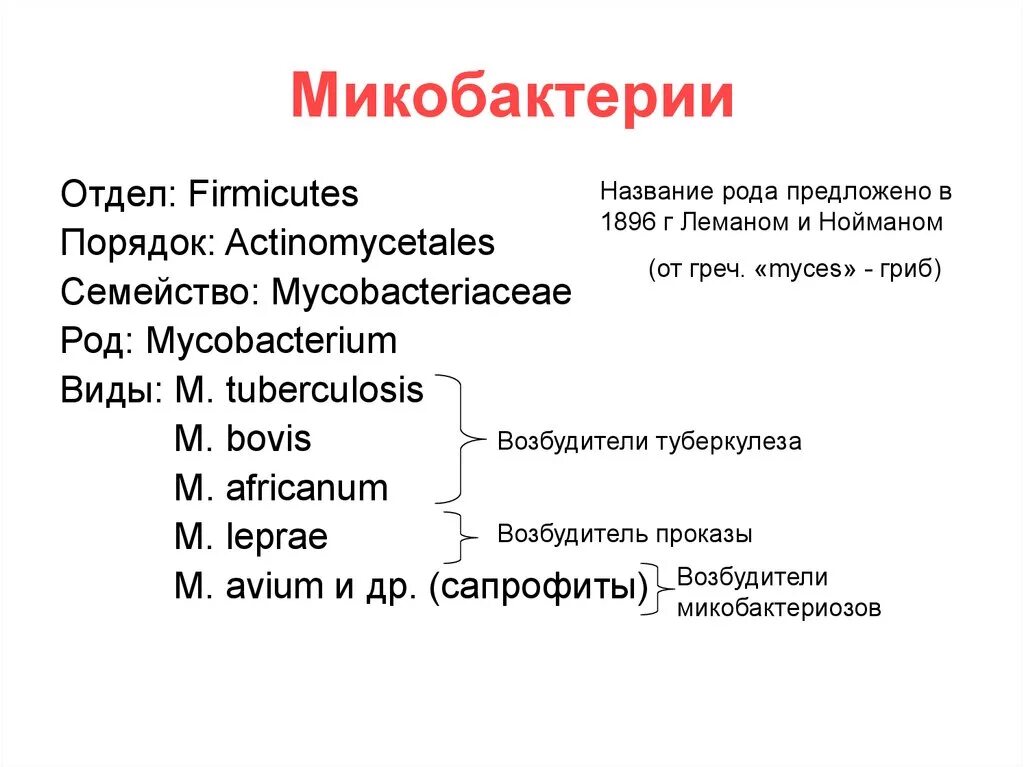 Род туберкулеза. Классификация микобактерий туберкулеза. Микобактерии представители. Систематика микобактерий туберкулеза. Виды микобактерий туберкулеза.