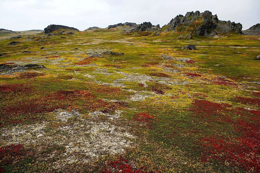 лишайник олений мох. лишайник ягель в тундре. тундра камчатки. панские тундры мурманская область. морфоструктура тундры.