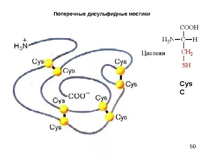 Образование дисульфидной связи. Дисульфидные мостики в белках структура. Дисульфидные мостики структура белка. Третичная структура белка дисульфидные мостики. Дисульфидные мостики аминокислоты.