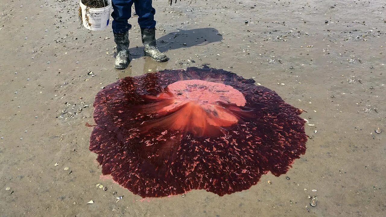 Медкза
