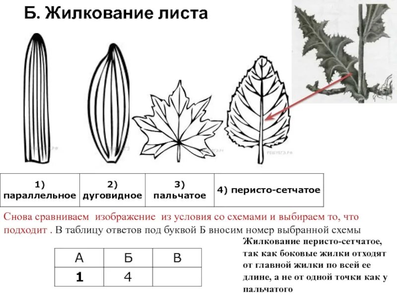 Жилкование листьев сложноцветных растений. Типы жилкования листьев 6 класс биология. Жилкование листа одуванчика. Перисто сетчатое жилкование листьев. Параллельное 2 дуговидное 3 пальчатое 4 перистое