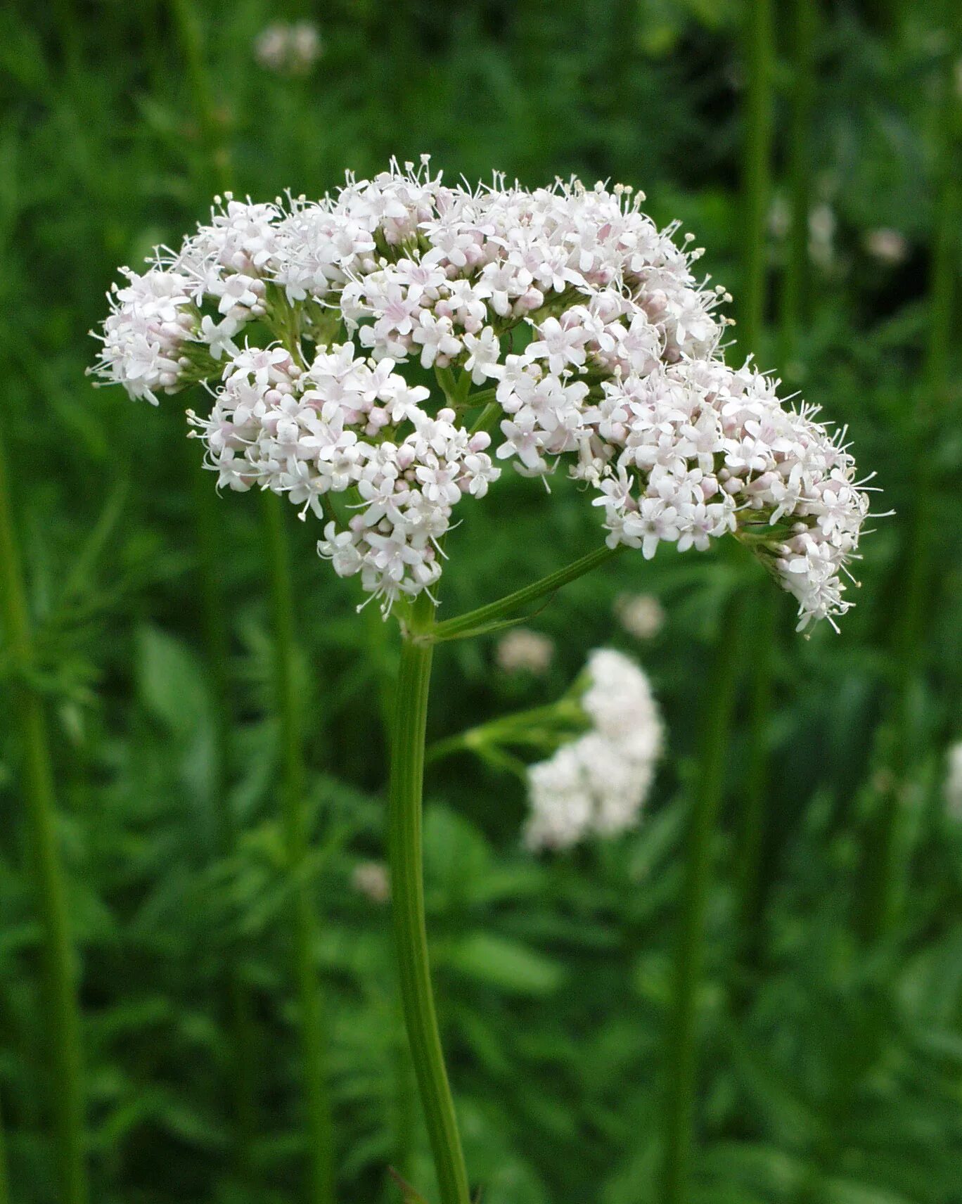 Валерьянка трава. Valeriana officinalis растение. Валериана. (Valeriana officinalis). Валериан лекарственный. Валериана очереднолистная.