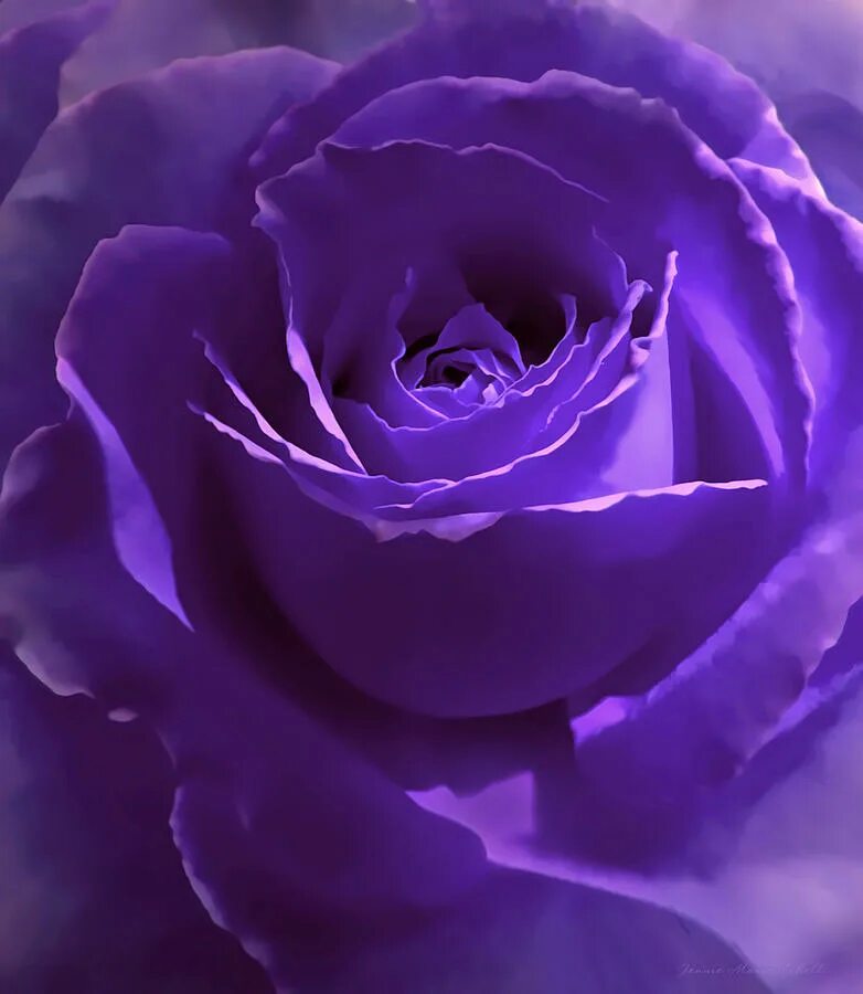 Пурпурные розы. Фиолетовые розы. Пурпурные розы. Пурпурные розы. Пурпурные розы.