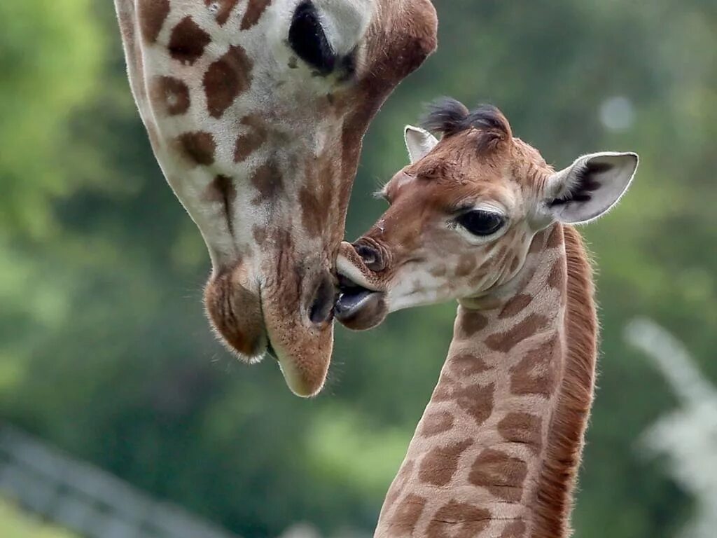 Сколько всего детенышей жирафа родилось за два. Милые Жирафы. Жираф фото. Детеныш жирафа. Жираф с детенышем.