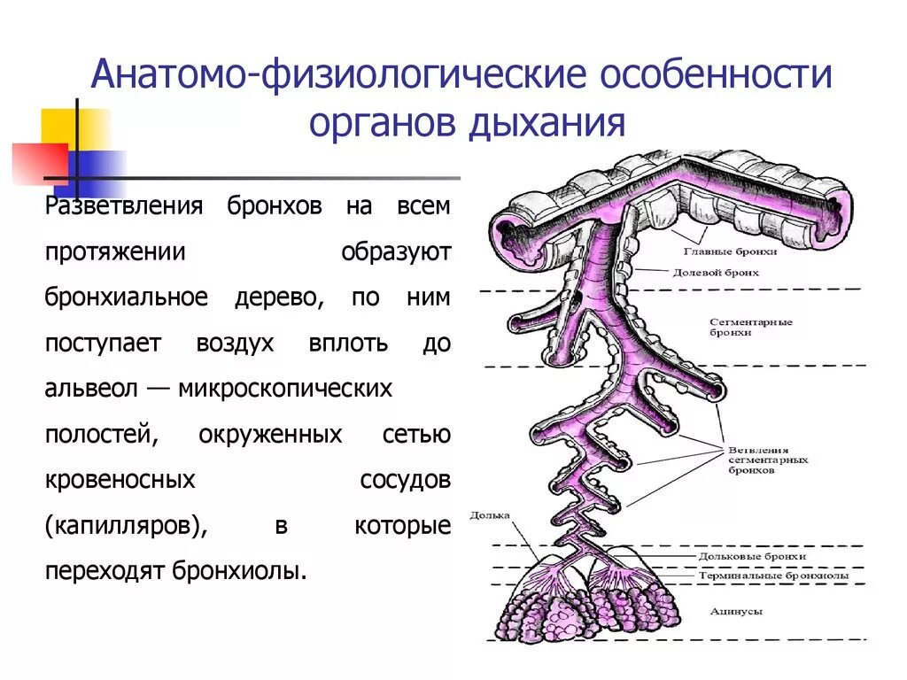 Анатомо функциональных. Анатомо-физиологическая характеристика дыхательной системы. анатомо-физиологические особенности системы органов дыхания. схема афо органов дыхания. анатомо физиологические аспекты дыхательной системы.