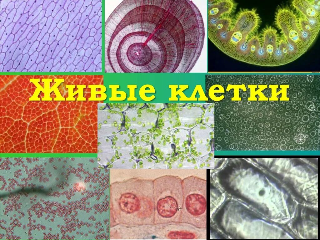 Модель растительной клетки. Живая клетка 5 букв. Схема клетка живая система. Клетки тела. Живая клетка 5 букв.