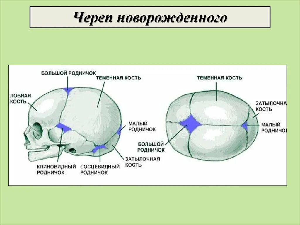 Развитие родничка. Роднички новорожденного анатомия черепа. Строение родничков черепа новорожденного. Строение черепа плода кости швы роднички. Строение черепа новорожденного швы роднички.