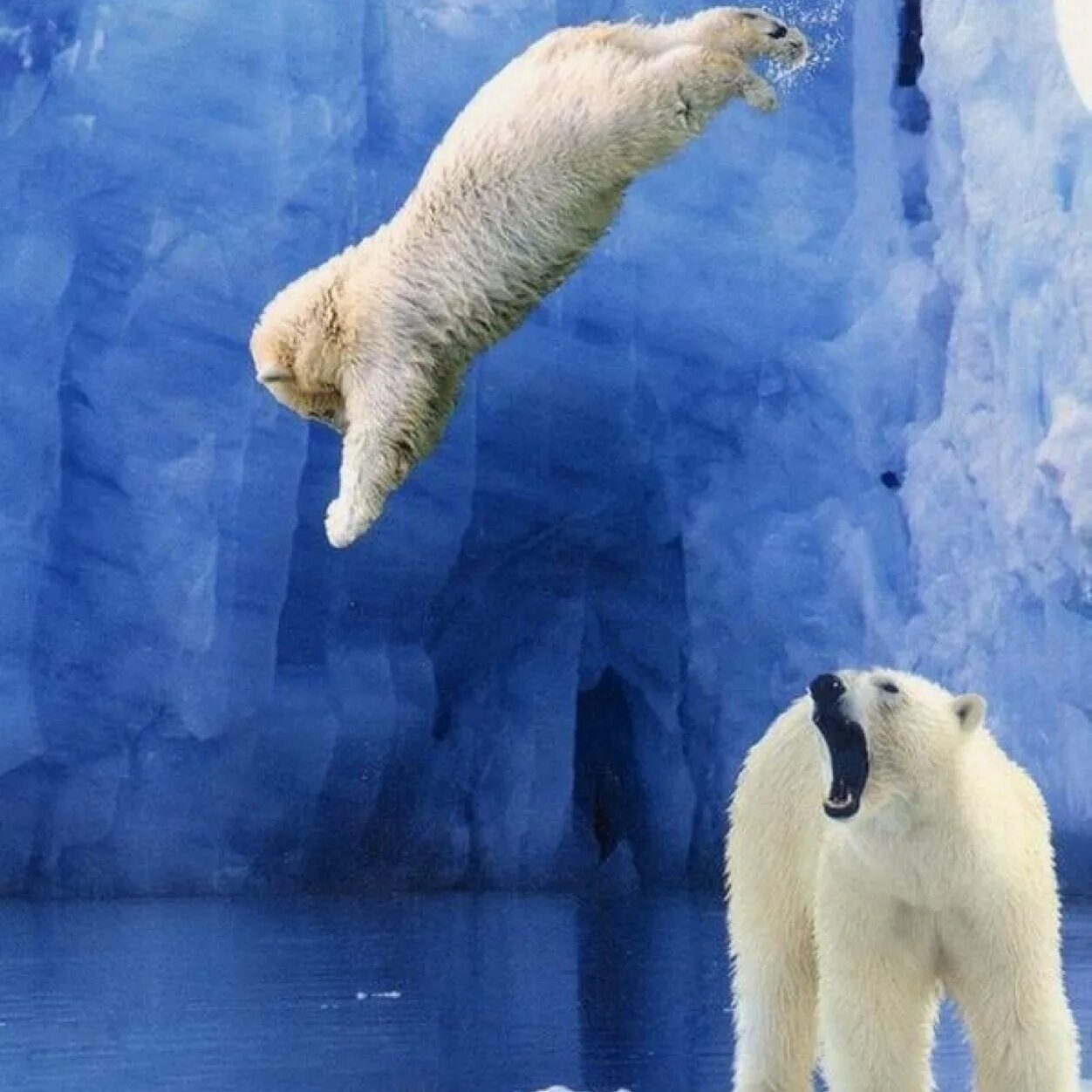 Обитатели полюсов. Северный Ледовитый океан белый медведь. Северные животные. Белый медведь Северный полюс. Животные Арктики.
