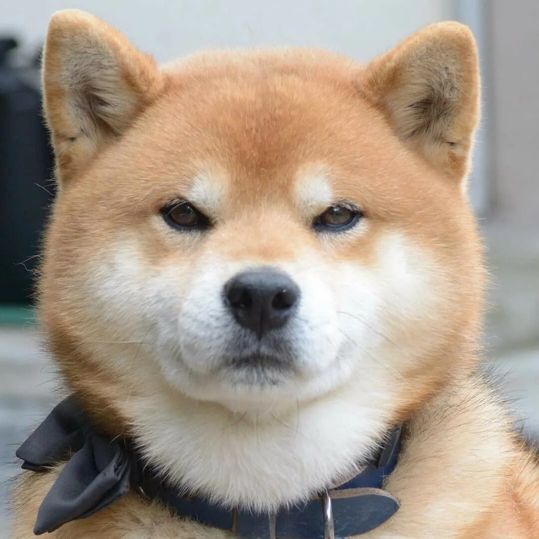 Сиба-ину doge. Какая порода мем. Какая порода мем. Какая порода мем. Сиба ину.