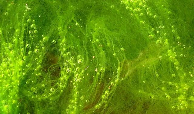 Известно что хламидомонада одноклеточная фотосинтезирующая зеленая водоросль. Хламидомонада водоросль. Синезеленые цианобактерии. Многоклеточные цианобактерии. Цианобактерии одноклеточные водоросли.