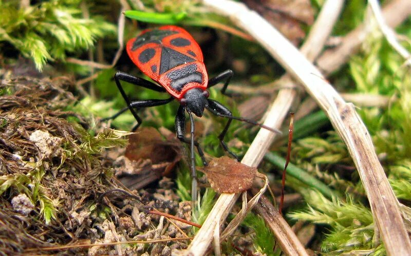 Жук солдатик огэ. Жук солдатик огэ. Жук солдатик огэ. Жук пожарник клоп солдатик. Жучок солдатик.