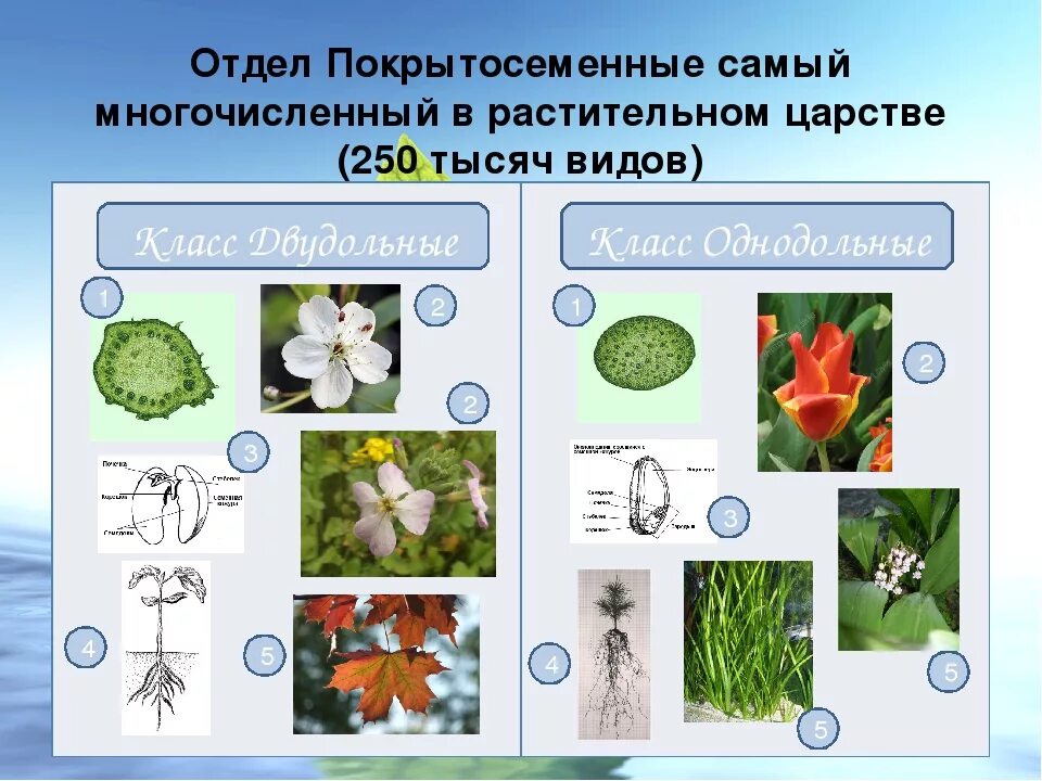 Двудольные цветковые растения. Представители покрытосеменных однодольных растений. С цветком двудольные растения Покрытосеменные. Цветковые растения Однодольные и двудольные.