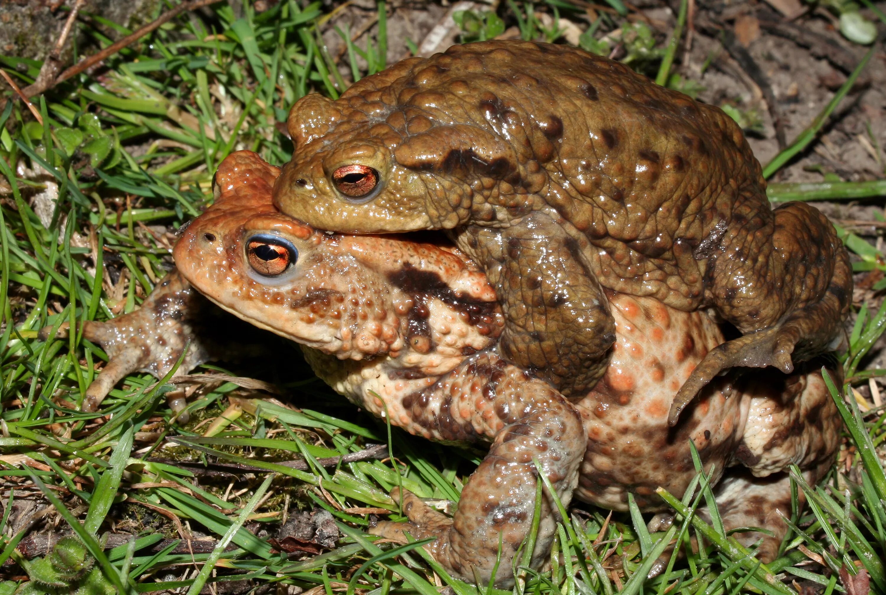 Лягушка размножается на суше. Жаба Bufo variabilis. Серая жаба Bufo Bufo. Размножение лягушек. Лягушки спариваются.