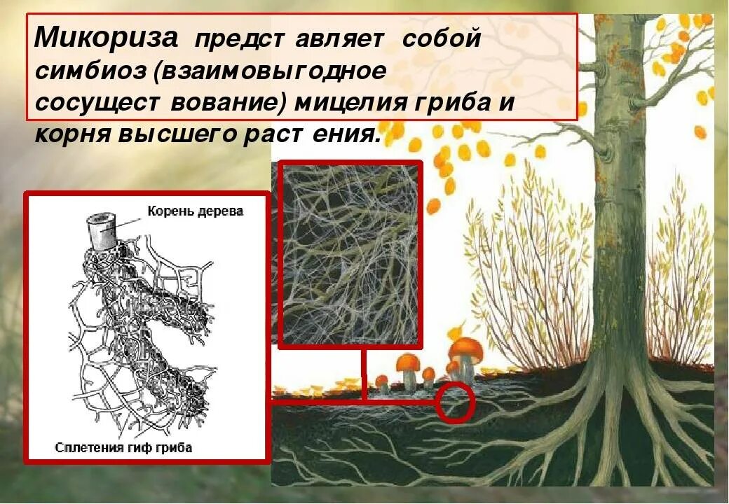 Нити грибницы срастаются с корнями деревьев