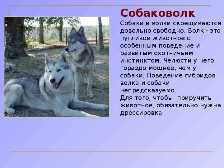 Как отличить волка. Волкособ Аляскинский. Отличие волка от собаки. Различия между собакой и волком. Волк и собака отличия.