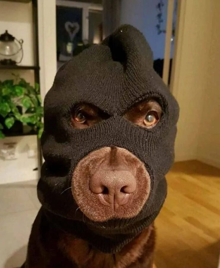 крутая маска собаки. собака в балаклаве. балаклава с собачьими ушами. балаклава для кота из носка. маска собаки.