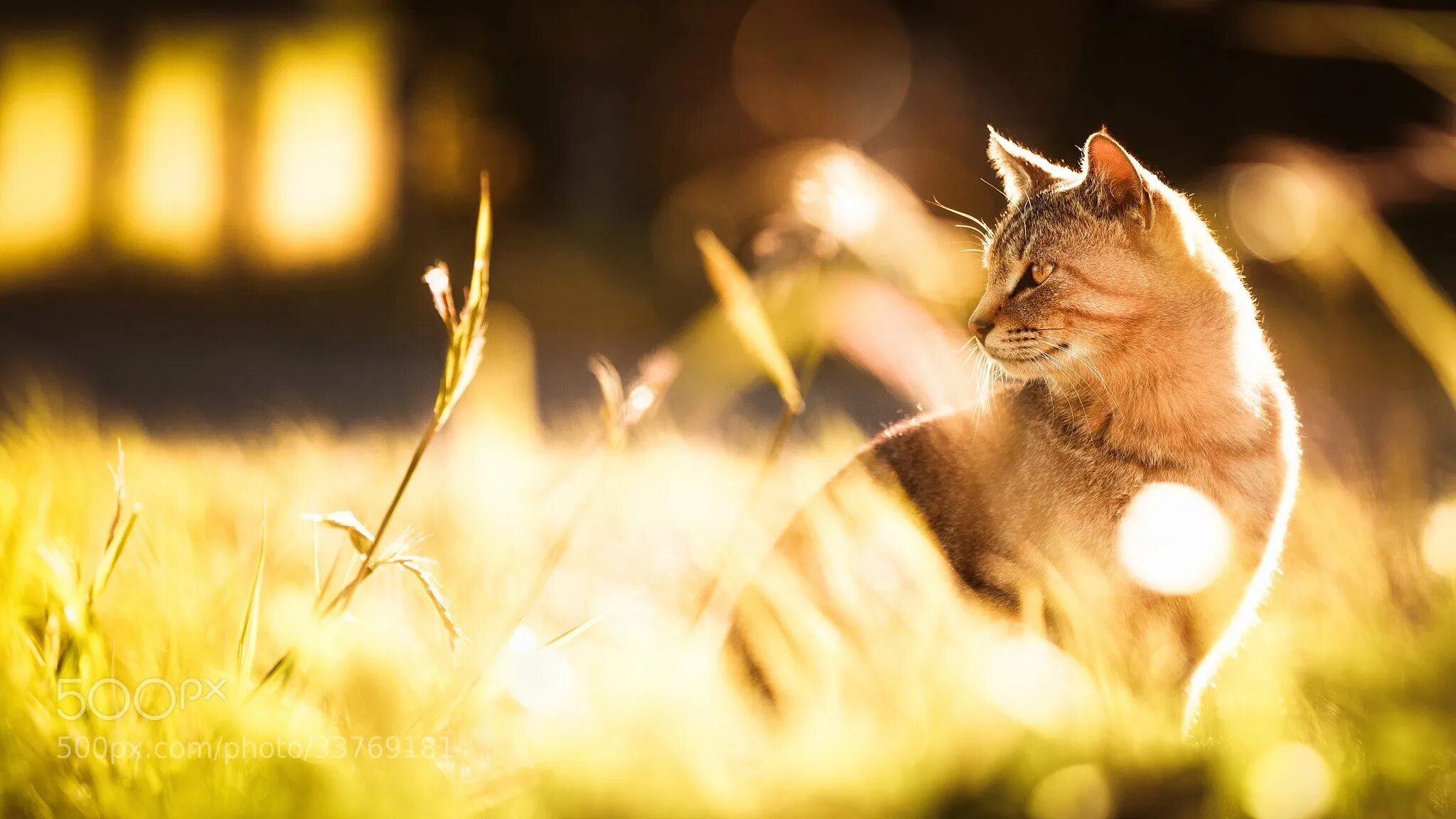 Звери под солнцем. Кот на солнце. Кошка в солнечных лучах. Кот на солнышке. Котик в лучах солнца.