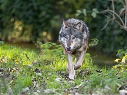 Wolf me